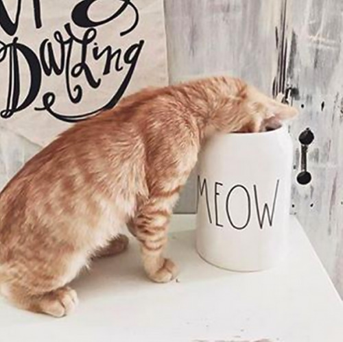 Rae Dunn Cat MEOW Treat Jar Canister Orange Tabby Kitty Face 8" NEW 